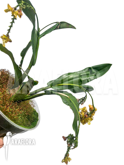 Polystachya-maculata-2