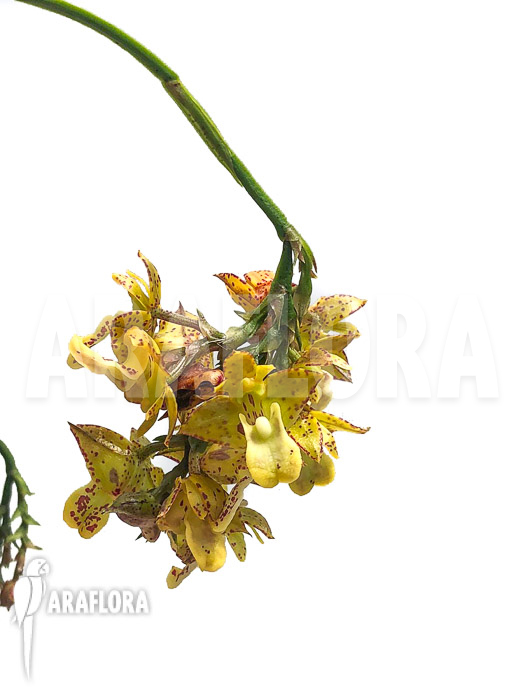 Polystachya-maculata-3