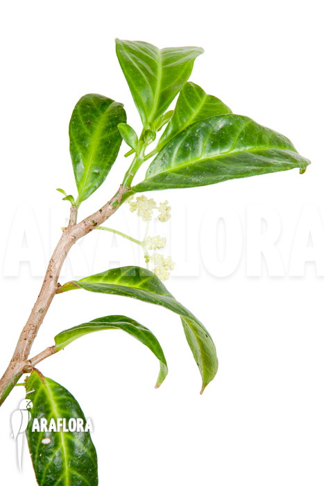 Procris insularis (Mt Combani)