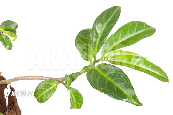 Procris insularis (Mt Combani)