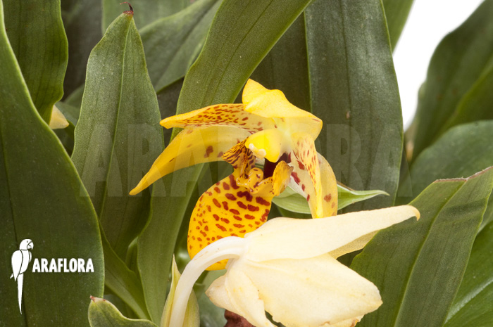 Promenaea x &lsquo;Sunlight&rsquo; XL