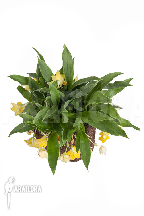 Promenaea x &lsquo;Sunlight&rsquo; XL