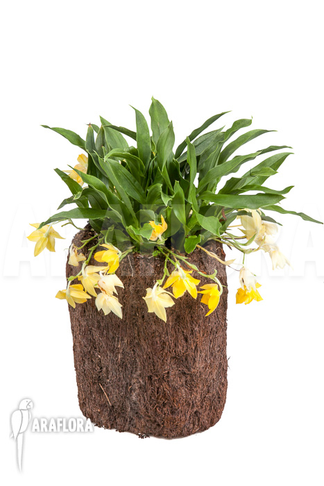 Promenaea x &lsquo;Sunlight&rsquo; XL