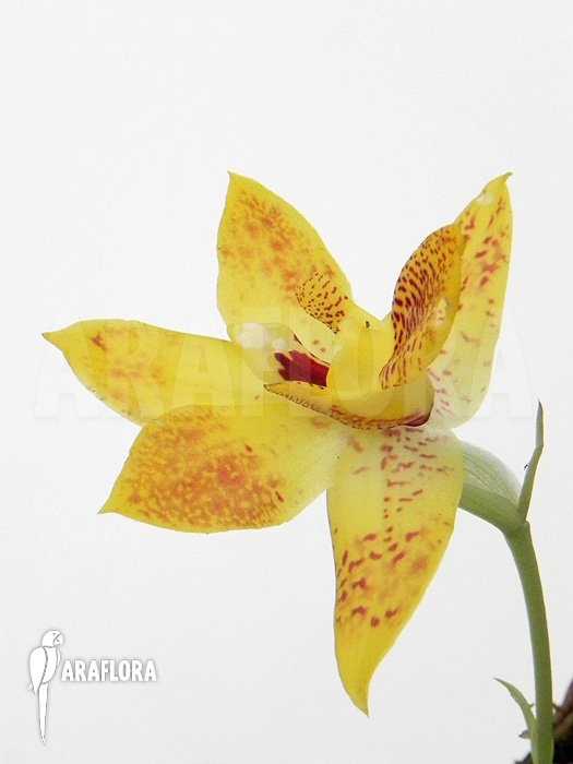 Promenaea x ‘Sunlight’