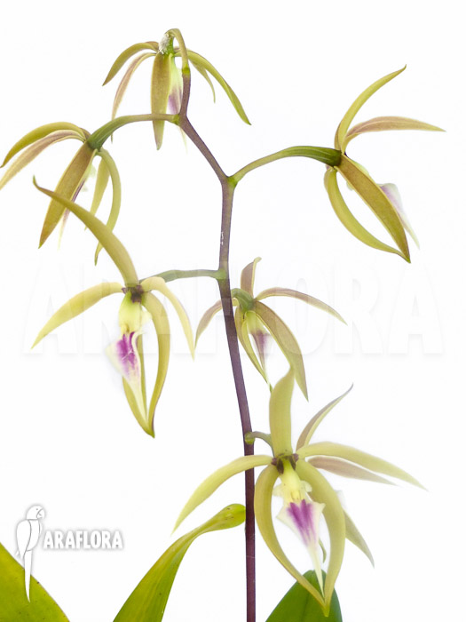Prosthechea ionocentra