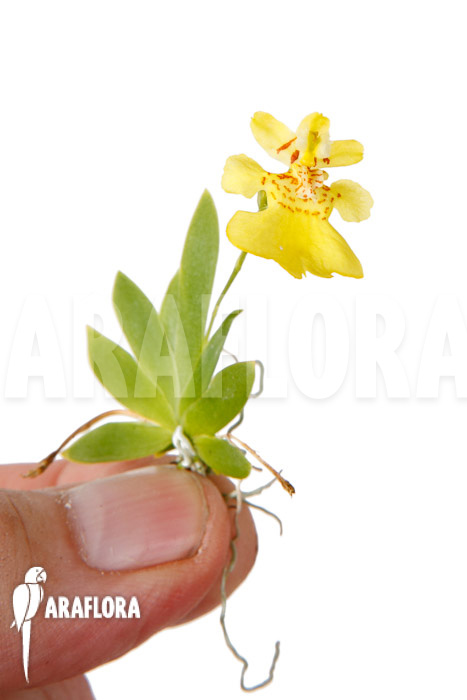 Psygmorchis pusilla ‘S’