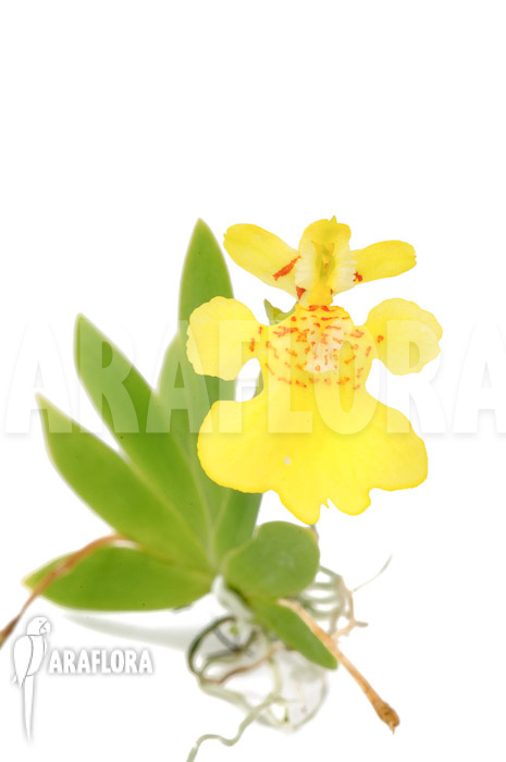 Psygmorchis pusilla ‘S’