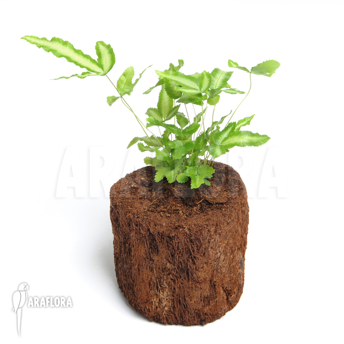 Pteris cretica &lsquo;Albo lineata&rsquo;