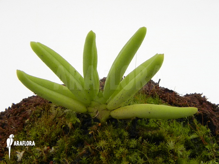 Pteroceras semiteretifolium