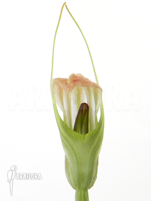 Pterostylis ophioglossa