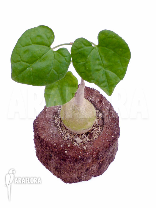 Pyrenacantha malvifolia