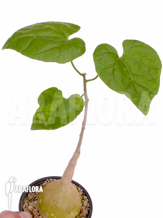 Pyrenacantha malvifolia