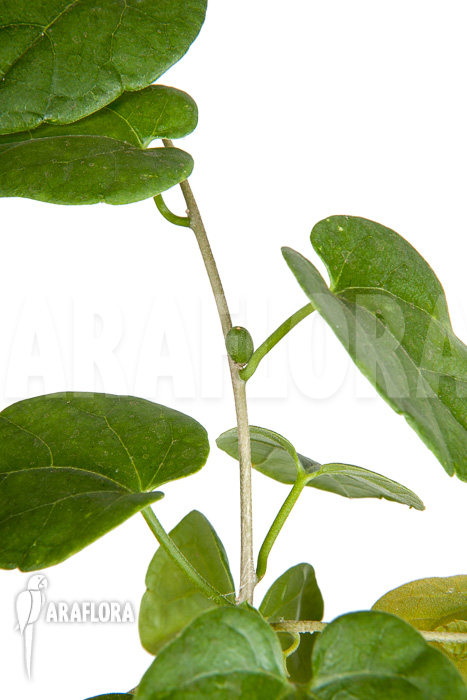 Pyrenacantha malvifolia ‘L’