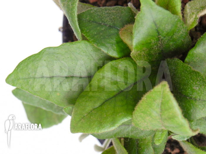 Pyrrosia lingua type 3