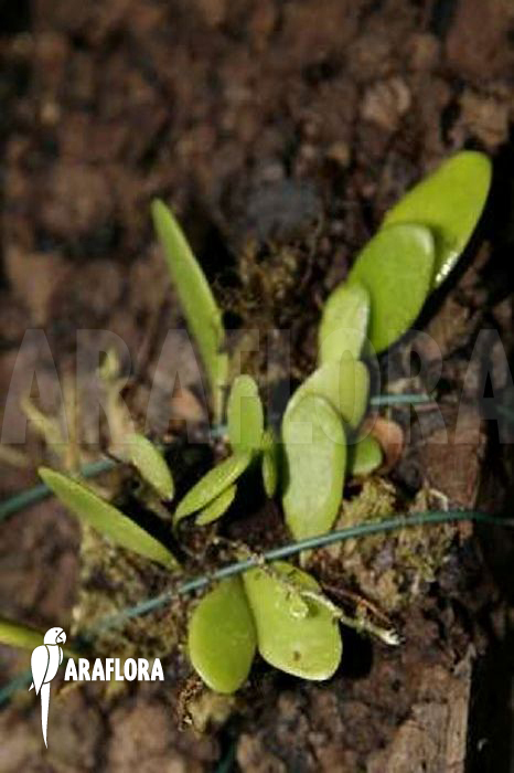 Pyrrosia piloselloides