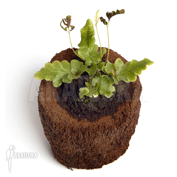 Quercifilix zeylanica &lsquo;Tectaria zeylanica&rsquo;