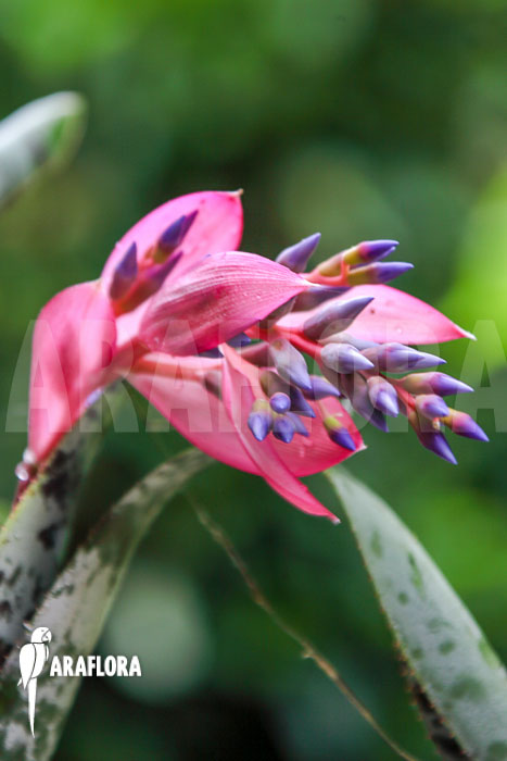 Quesnelia marmorata flower