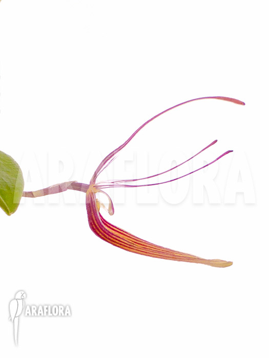 Restrepia trichoglossa