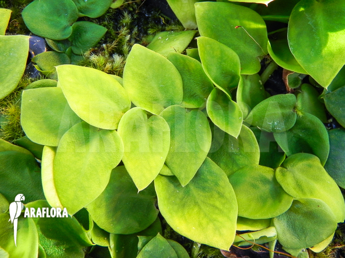 Rhaphidophora celatocaulis