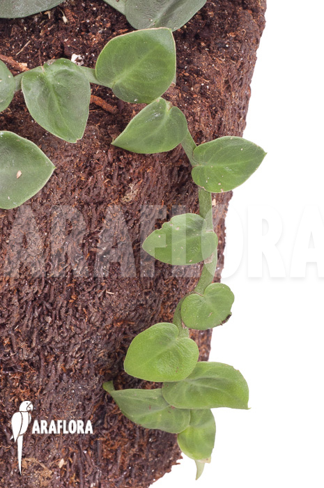 Rhaphidophora korthalsii