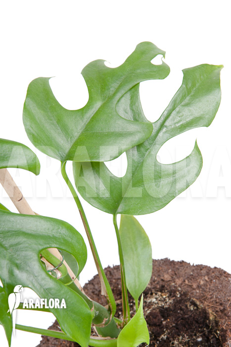 Rhaphidophora tetrasperma ‘M’