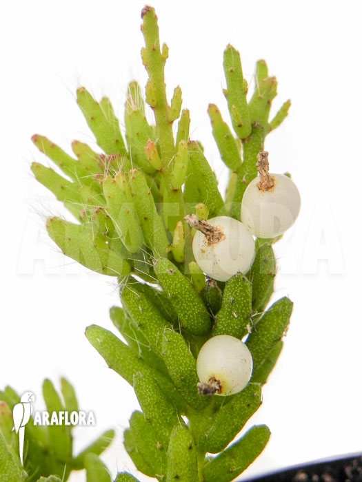 Rhipsalis mesembryanthemoides