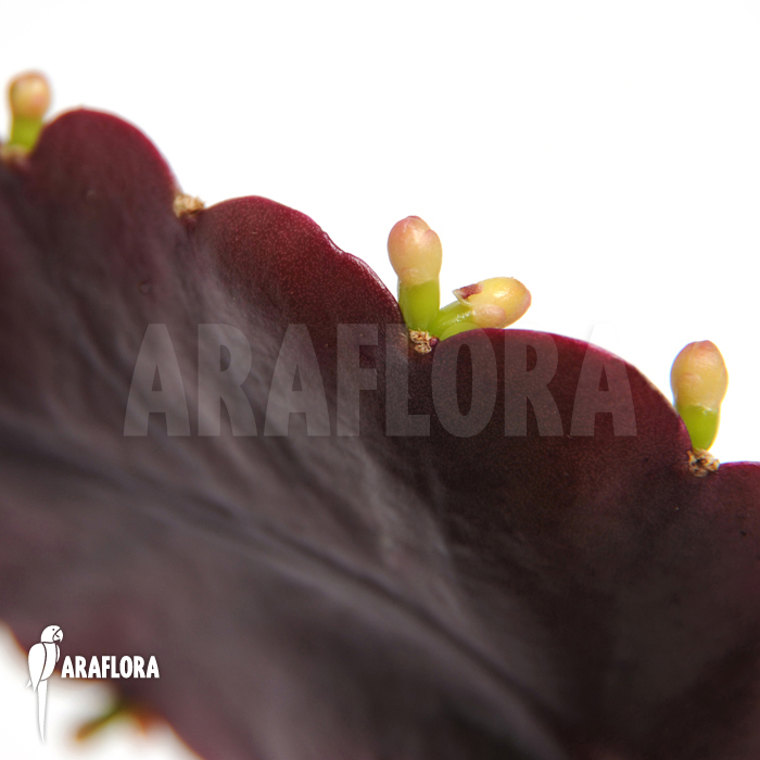 Rhipsalis pachyptera