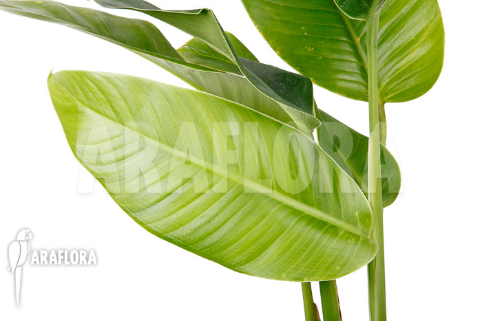 Rhodospatha latifolia ‘L’