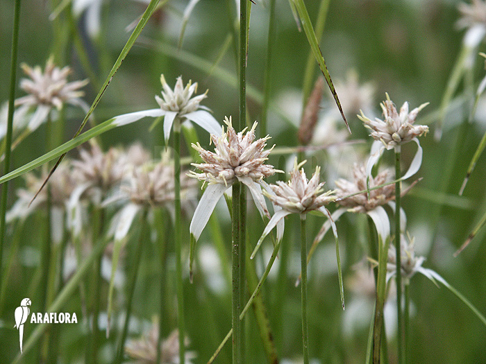 Rhynchospora colorata