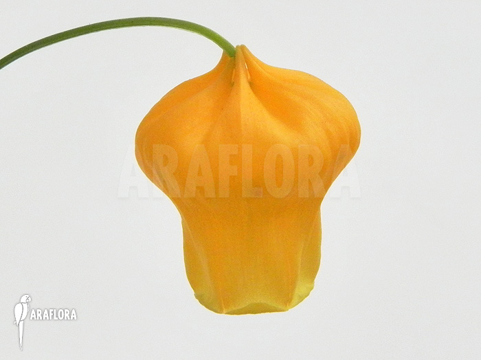 Sandersonia aurantiaca