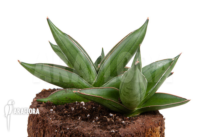 Sanseveria cylindrica ‘Almond Jade’