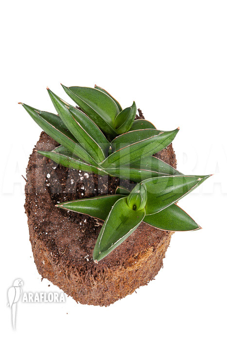 Sanseveria cylindrica ‘Almond Jade’