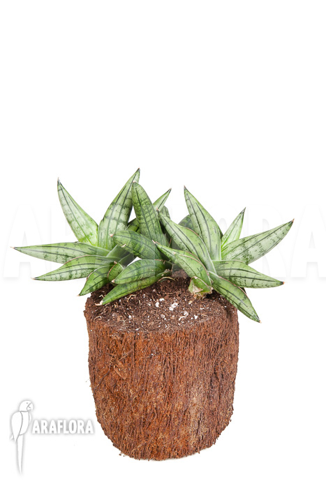 Sanseveria cylindrica ‘Grey Jade’