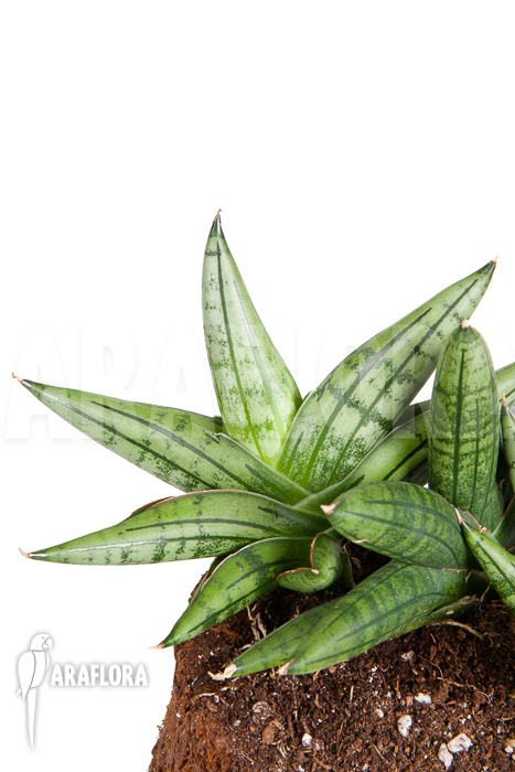 Sanseveria cylindrica ‘Grey Jade’
