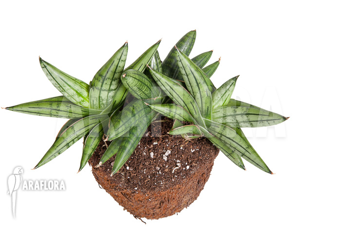 Sanseveria cylindrica ‘Grey Jade’