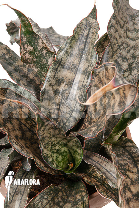 Sanseveria pulchra “L”