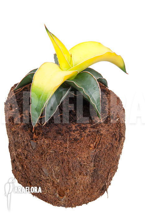 Sanseveria x bananarama