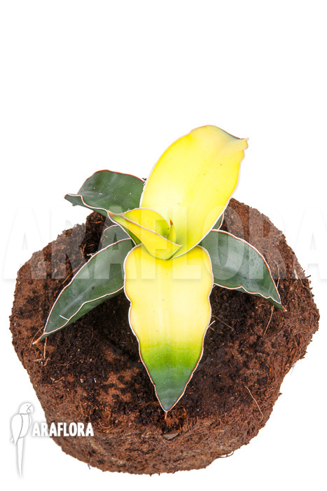 Sanseveria x bananarama