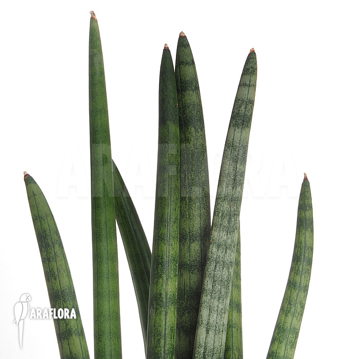Sansevieria cylindrica var. patula ‘Spaghetti’