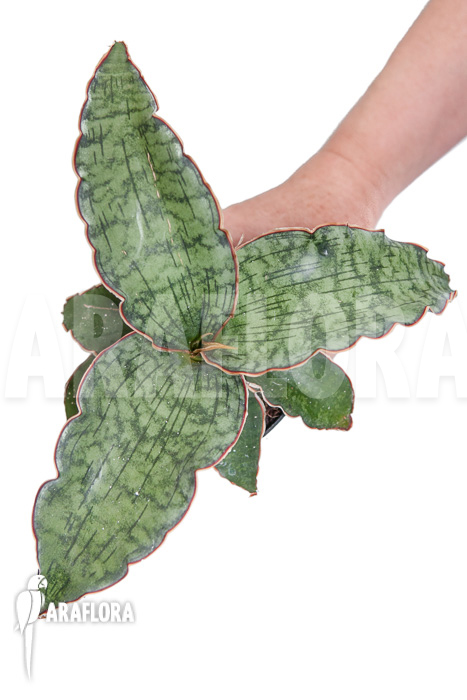 Sansevieria kirkii ‘Silver Blue’