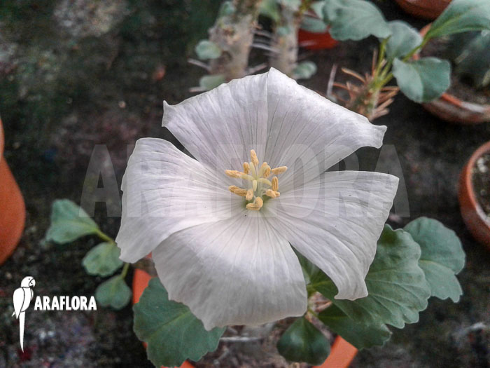 Sarcocaulon crassicaule flower