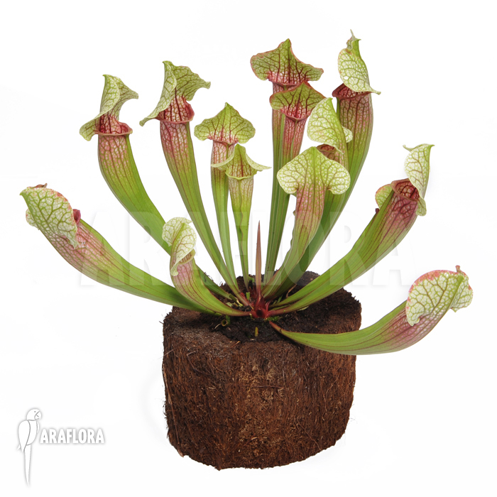 Sarracenia cv ‘Eva’