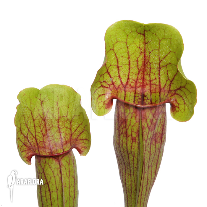 Sarracenia cv ‘Vogel’