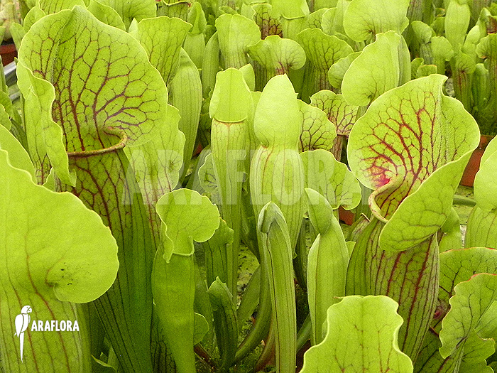 Sarracenia cv ‘Vogel’