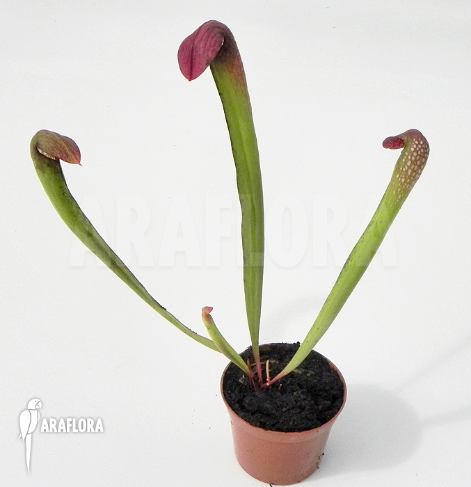Sarracenia minor