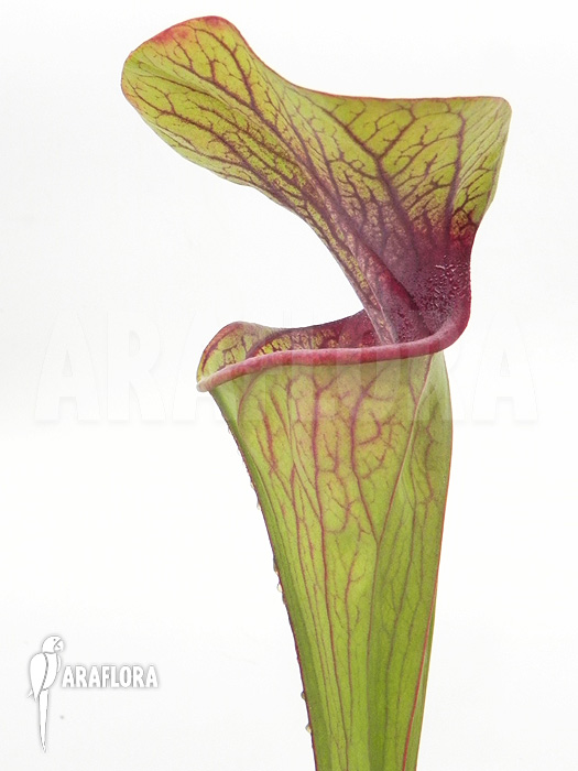 Sarracenia oreophila ‘Red line’