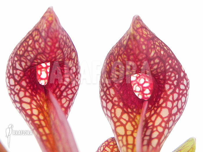 Sarracenia psittacina
