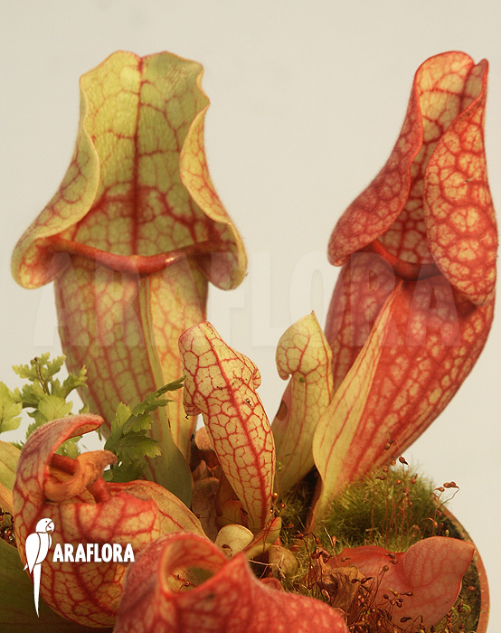 Sarracenia purpurea ssp venosa