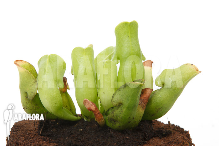 Sarracenia purpurea ssp venosa ‘Anthocyanin free’