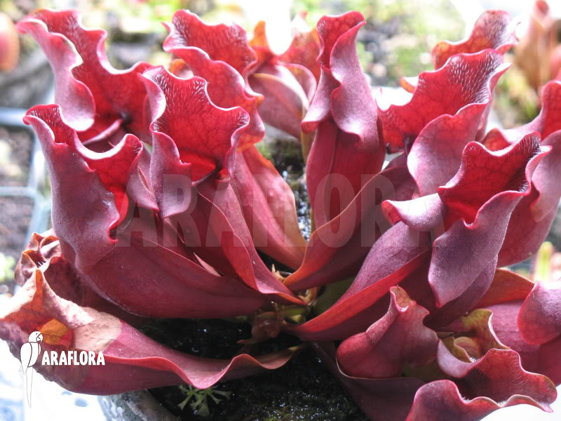 Sarracenia purpurea ssp venosa ‘All Red clone’